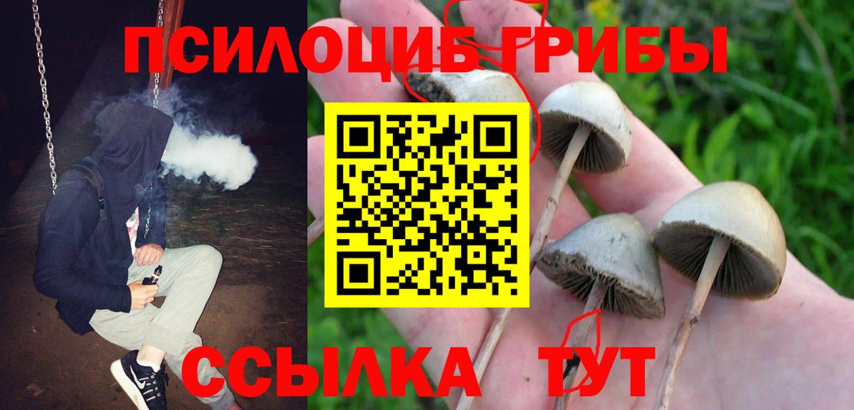 Балашиха  Псилоцибиновые грибы мицелий  наркота  Вход с VPN  Псилоцибиновые грибы Psilocybe 